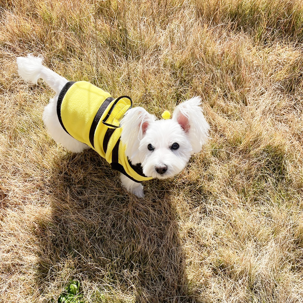 卒業犬ベラちゃんの近況♪